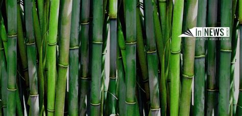 vert anis vs bamboo